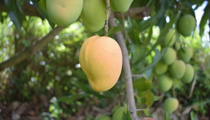 Musim Mangga Tiba, Kenali 7 Jenis Mangga Favorit di Indonesia dan Ciri Khasnya