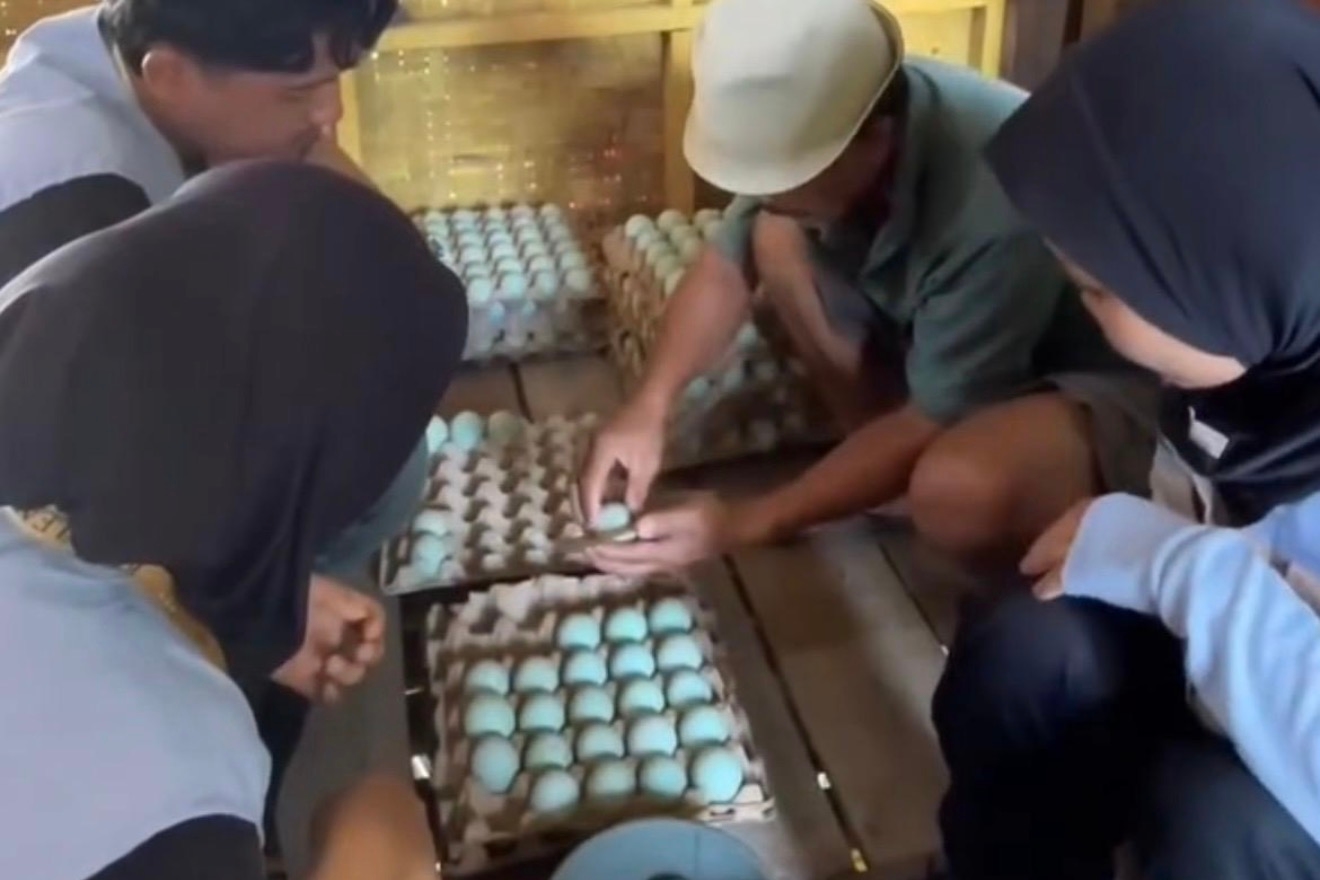 Perkuat Kedaulatan Pangan, PIK 2 Bangun Ekosistem Peternakan Bebek Terintegrasi