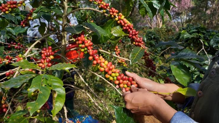 Kerusuhan di Kebun Kopi Bondowoso, Kerugian JCE Tembus Rp12 Miliar