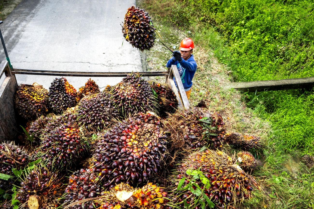Harga Referensi CPO Kembali Turun, Kini di Level USD996,52 per Ton