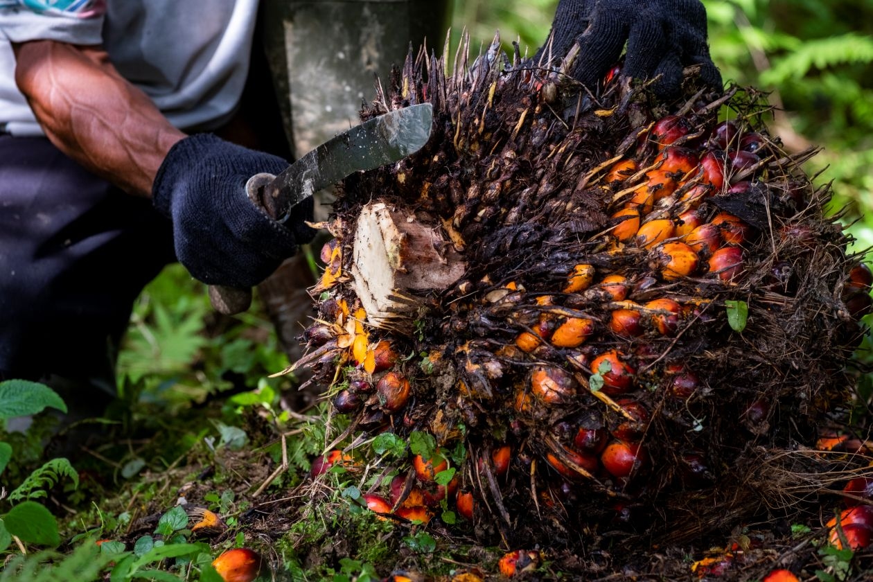 B50 Butuh Banyak Sawit, PalmCo Perkuat Produktivitas Kebun Rakyat
