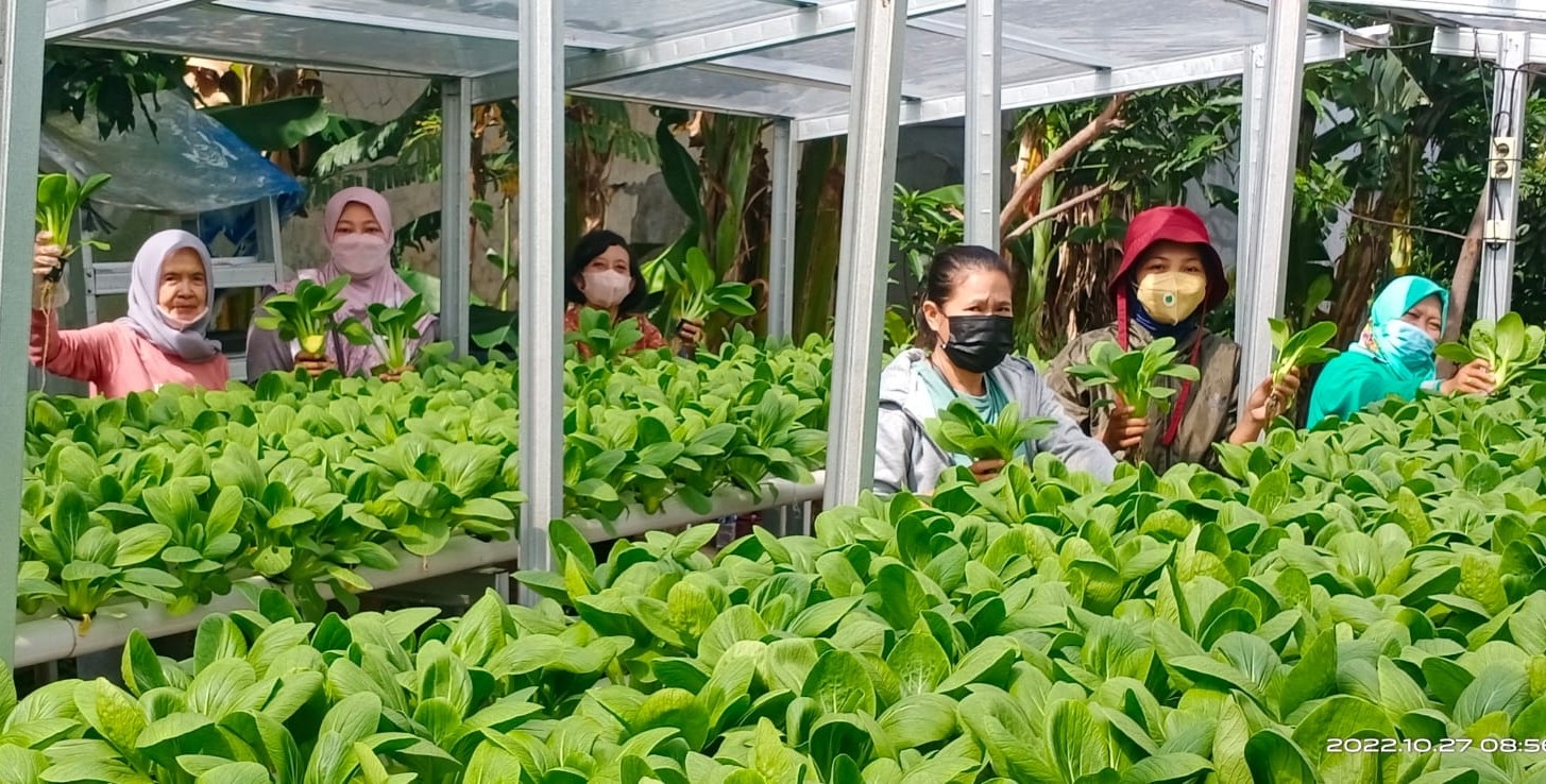 Di Kebun Kecil Itu, Ibu-Ibu KWT Mawar 8 Meracik Produk Pertanian Unggulan
