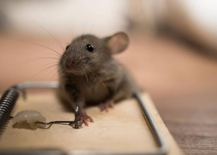 Waspada! Ini Daftar Penyakit Mematikan yang Ditularkan Tikus Selain Hantavirus