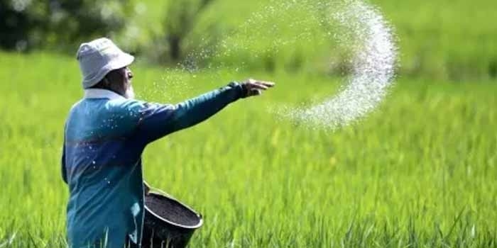 Ribuan Hektare Sawah Terdampak Bencana Sumatera Sudah Kembali Ditanami