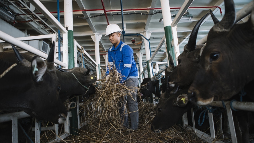 Penuhi Kebutuhan Idul Adha Jakarta, PELNI Angkut 825 Ekor Sapi dari NTT