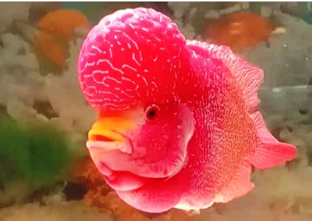 Bagaimana Mengatasi Penyakit Ikan Louhan? Kenali Penyebab dan Cara Penanganannya