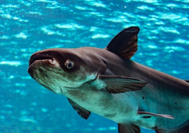 Berapa Modal Usaha Ternak Ikan Patin