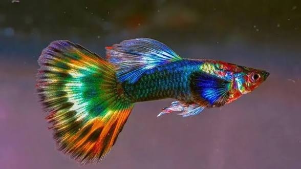  Apa Penyebab Ikan Guppy Mati Mendadak