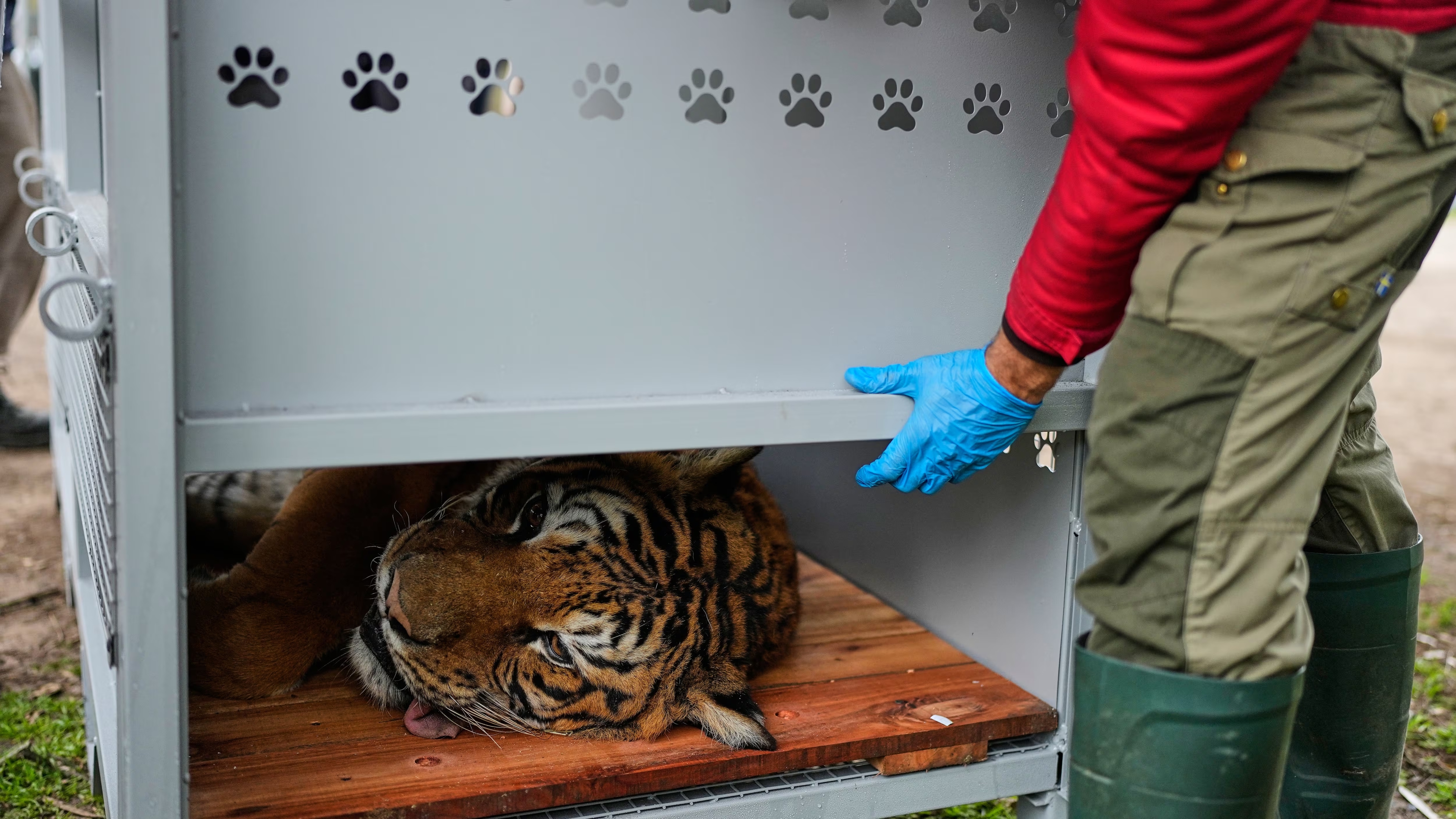 Dalam Kondisi Memprihatinkan, 30 Singa dan Harimau Diselamatkan dari Kebun Binatang Argentina