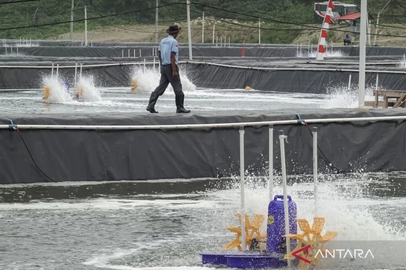 Tambak Udang Waingapu Beroperasi di 2028, Bisa Hasilkan 52 Ribu Ton Udang dan Serap 7.000 Tenaga Kerja