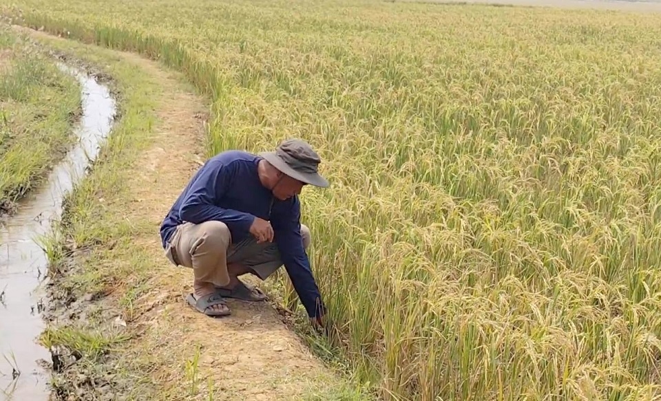 Petani Makin Sejahtera, NTP September 2026 Terus Menguat