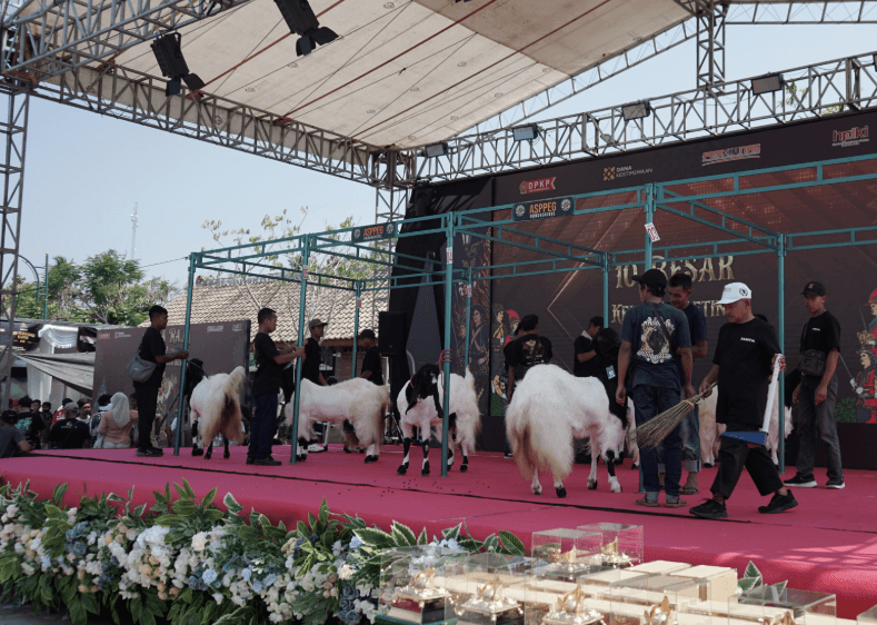 7 Tanda Kambing Siap Dikawinkan Yang Wajib Diketahui Peternak 
