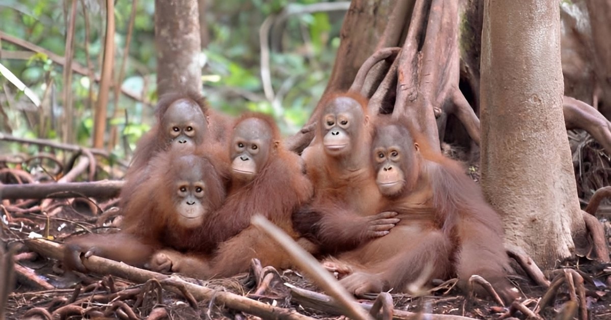 Dana AS Senilai USD20 Juta untuk Konservasi Orangutan Tak Jadi Cair, Kok Bisa?