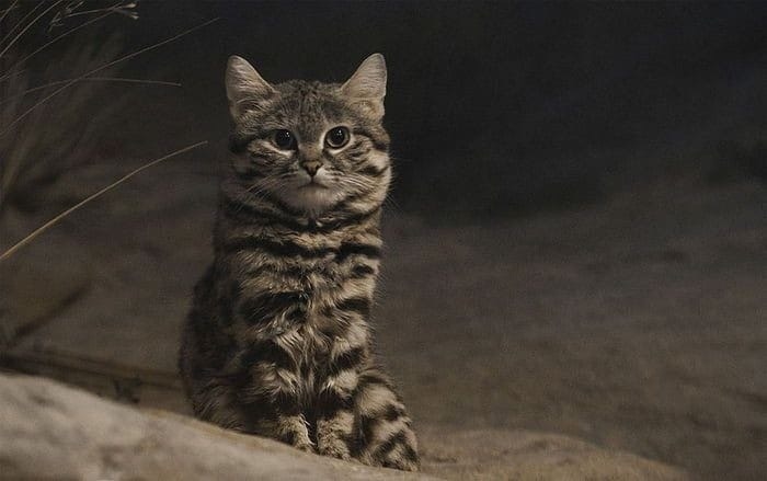 8 Fakta Kucing Paling Mematikan Di Dunia, Ternyata Lucu Dan Menggemaskan