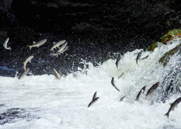 Perjalanan Hidup Ikan Salmon, Hewan Yang Memiliki Tujuan Hidup Berdasarkan Insting