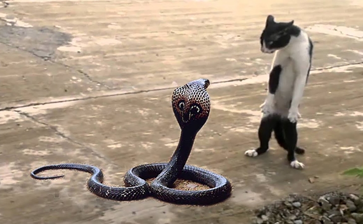 Waspada! Begini Tanda Ular Masuk Halaman Rumah dan Cara Antisipasinya