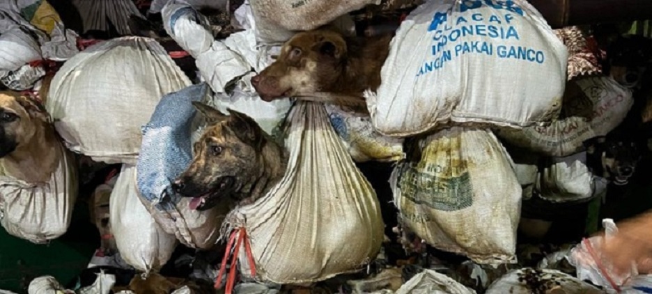 5 Orang Terlibat Pengiriman 226 Ekor Anjing Masih Didalami Perannya