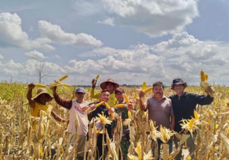 Disebut Gagal, Mentan Pamer Panen Jagung 6,5 Ton per Hektare di Food Estate Gunung Mas