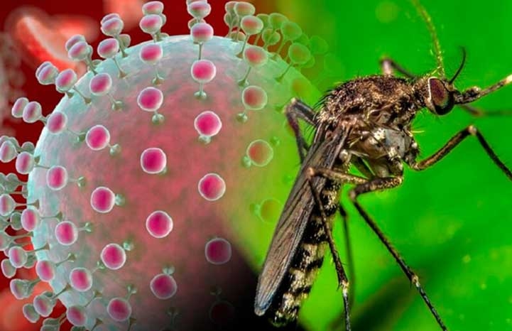 Waspada Virus Oropouche yang Mengakibatkan Kematian di Brasil: Penyebab, Gejala dan Langkah Pencegahannya