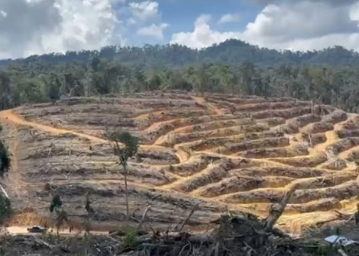 Tokoh Adat Terlibat, Hutan Lindung Kampar Dibabat Jadi Kebun Sawit Ilegal