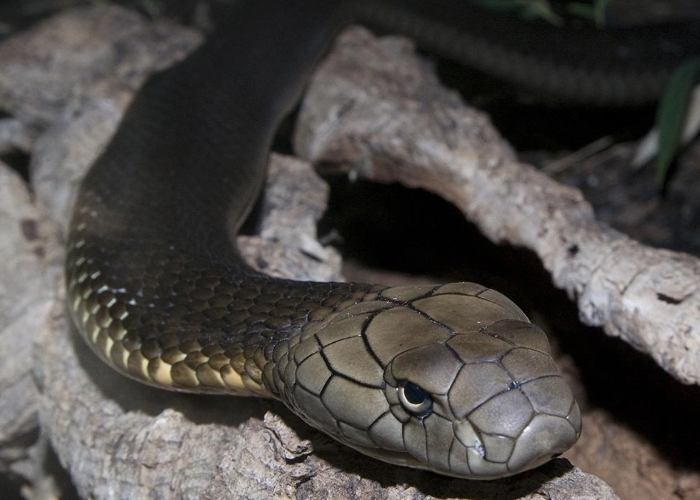 7 Ular Paling Mematikan di Dunia, Jangan Dekat-dekat!