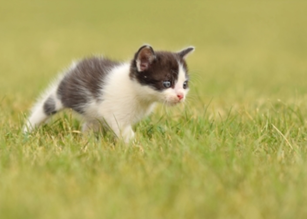 5 Kucing Terkecil di Dunia, Nomor 3 Bikin Gemas Banget!