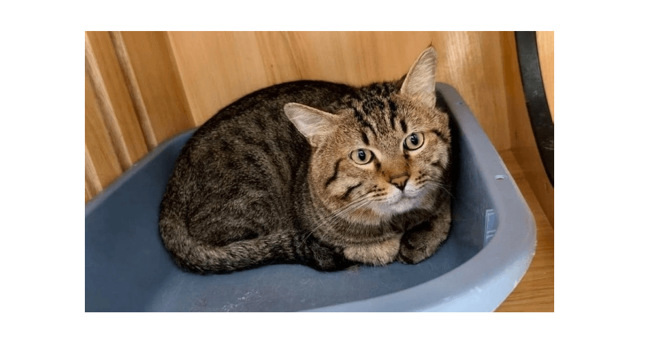 Kucing Viral karena Masuk Daftar Lelang Setelah Pemiliknya Kalah di Kasus Utang