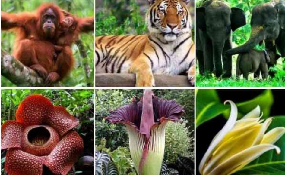Konservasi Flora dan Fauna: Kunci Menyelamatkan Kekayaan Hayati Indonesia