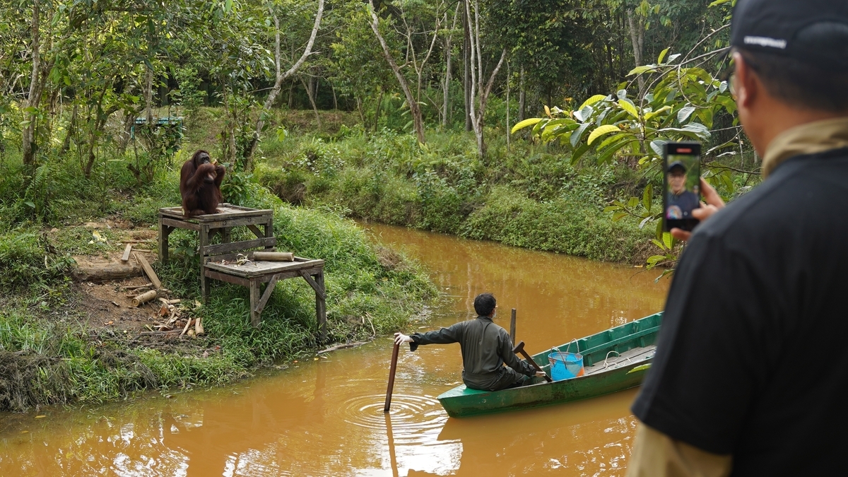 PalmCo Dukung Rehabilitasi Orangutan, Bukti Komitmen pada Kelestarian