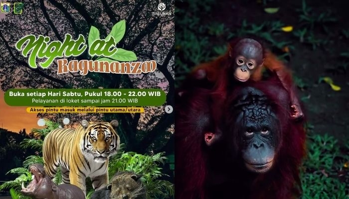 Cek Harga Tiket dan Jam Operasional Ragunan Malam Hari: Nikmati Sensasi "Night at the Ragunan Zoo"
