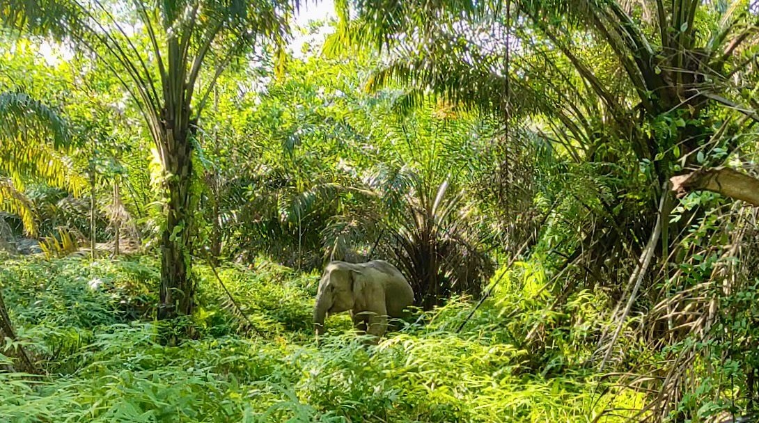 PalmCo Tegaskan Komitmen Lindungi 14.000 Hektare Kawasan Konservasi