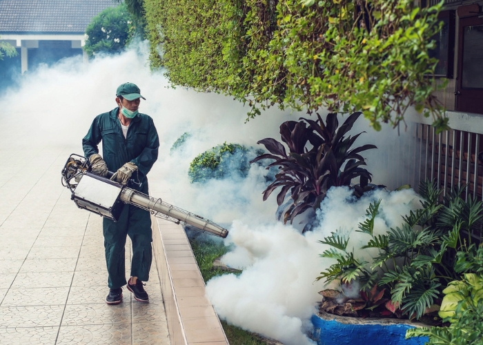 Mengapa Fogging Tidak Selalu Efektif Basmi Nyamuk DBD?