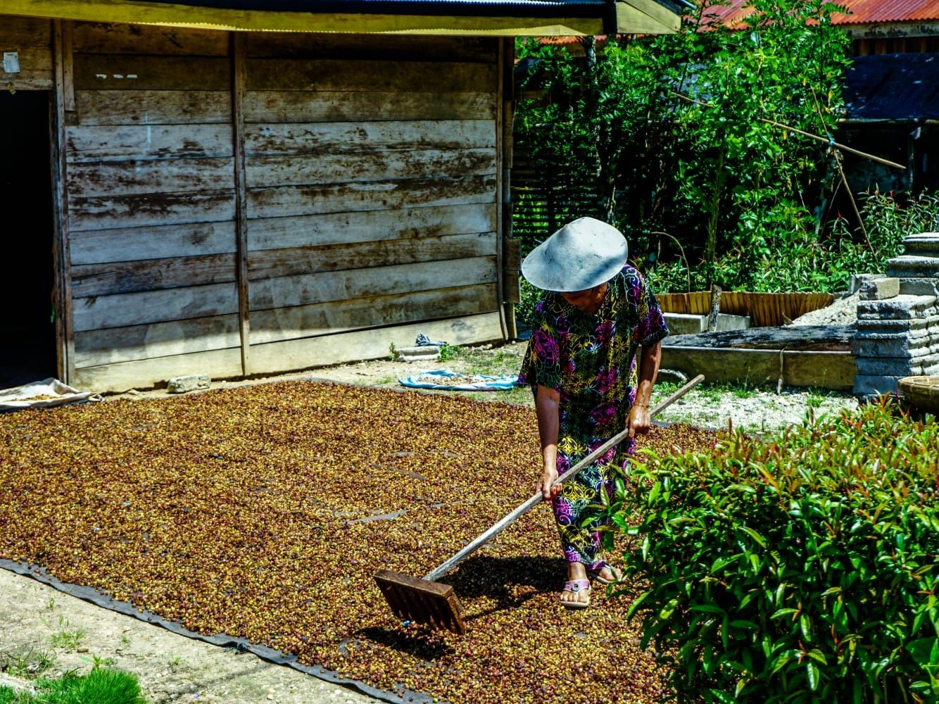 Pemerintah Siapkan Anggaran Rp9,95 Triliun Untuk Perkebunan di 2026