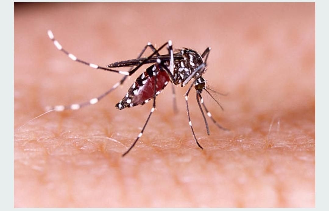 Kenapa Nyamuk Menggigit Orang Tertentu? Ini Penjelasannya