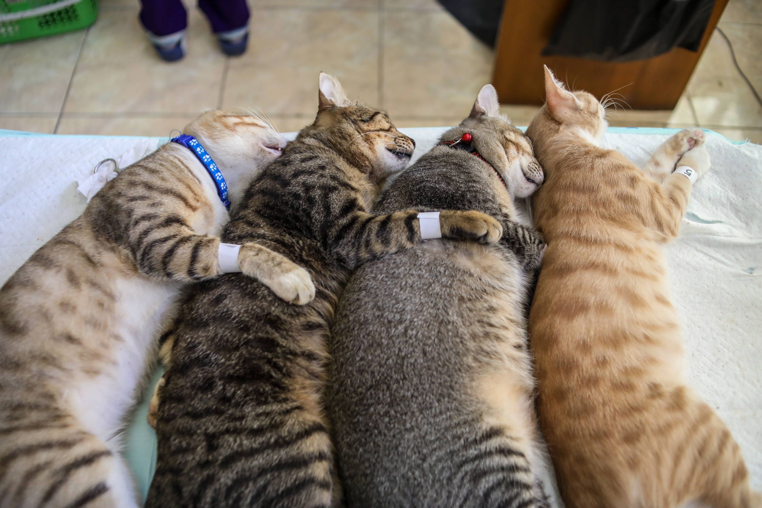 7 Cara Alami dan Ampuh Mengatasi Jamur di Tubuh Kucing