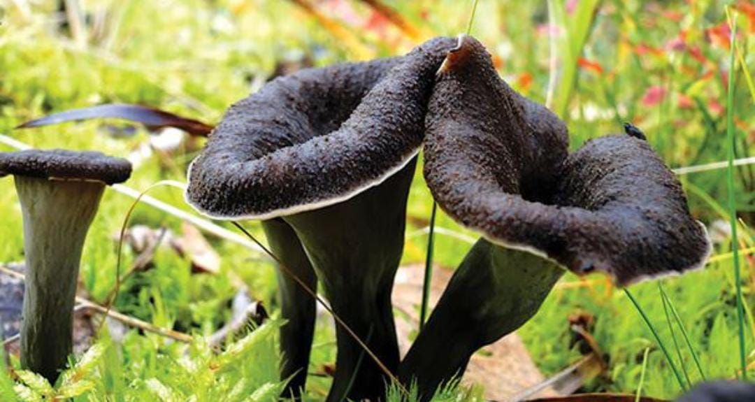 Cara Menghilangkan Jamur Hitam di Sudut Kamar Mandi