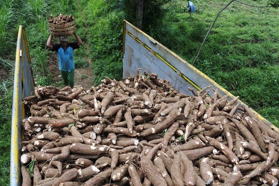 Dukung Swasembada Pangan, Kemenperin Akselerasi Industrialisasi Pati Ubi Kayu Berbasis Hulu–Hilir