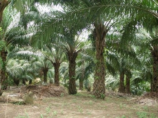 Negara Kuasai Kembali 4,09 Juta Hektare Kebun Sawit Ilegal, 900 Hektare Jadi Hutan Konservasi