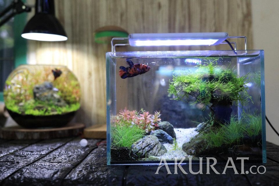 Cara Membuat Aquascape Low Budget, Simpel dan Tetap Menarik