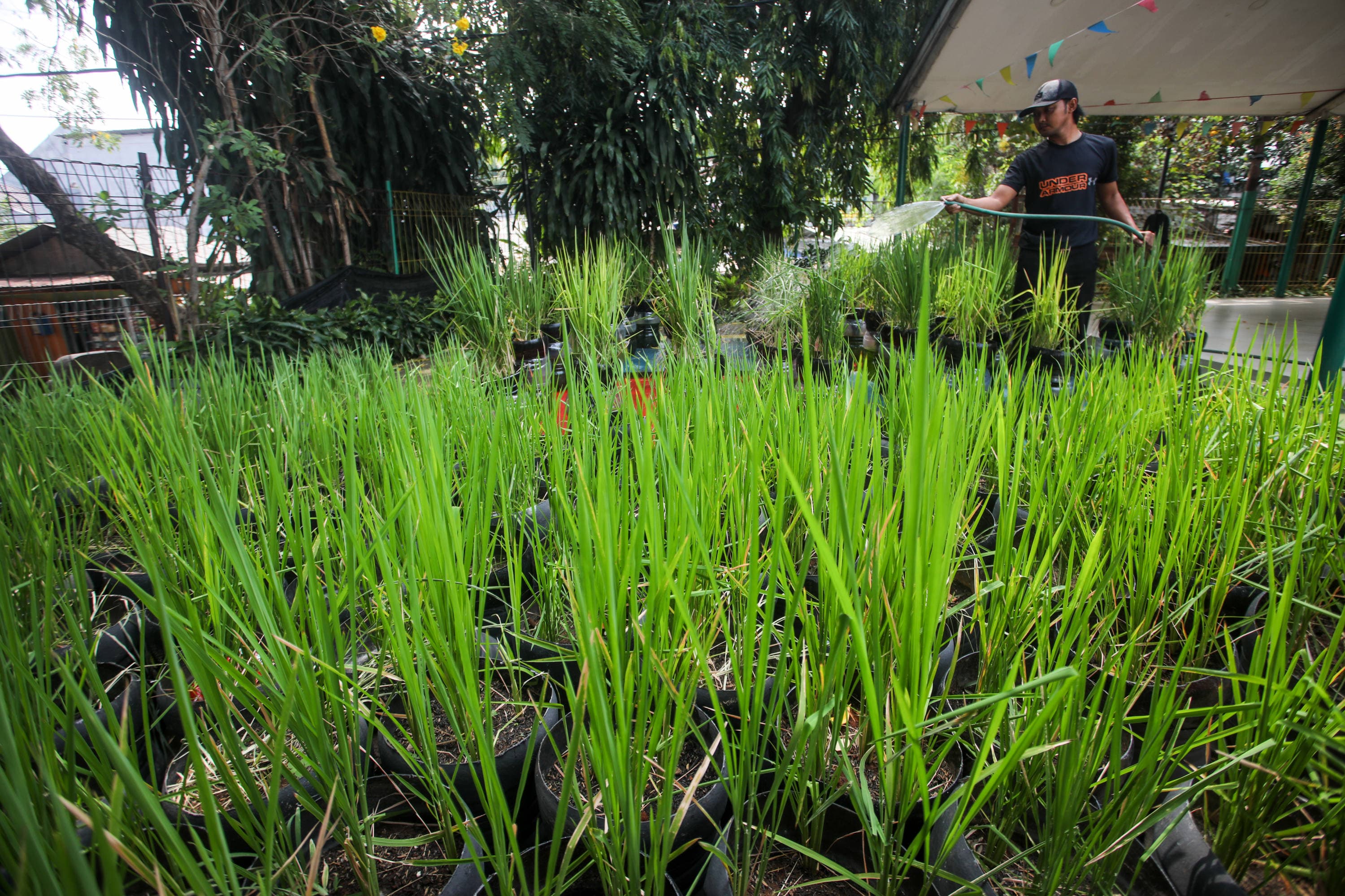 Warga merawat tanaman padi menggunakan galon bekas di RPTRA Belimbing, Pasar Minggu, Jakarta, Selasa (27/10/2026). AKURAT.CO/Endra Prakoso