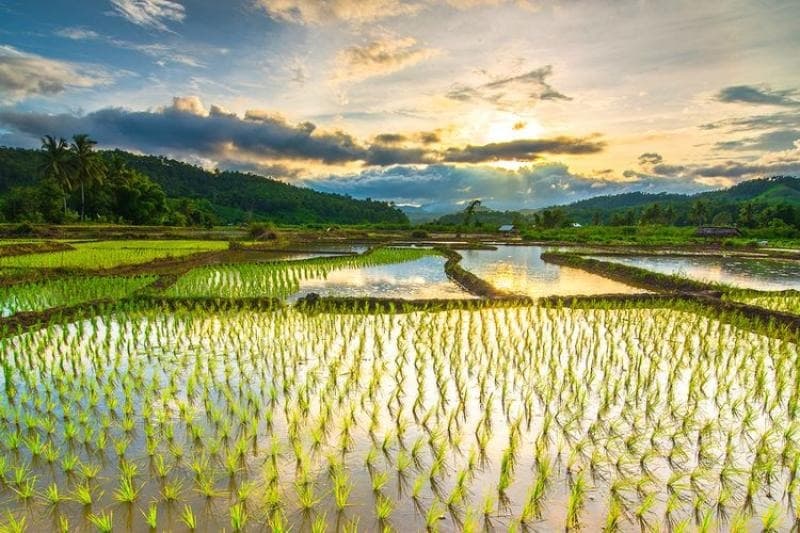 Apakah Teknologi Pertanian Bisa Mencegah Krisis Pangan Global?