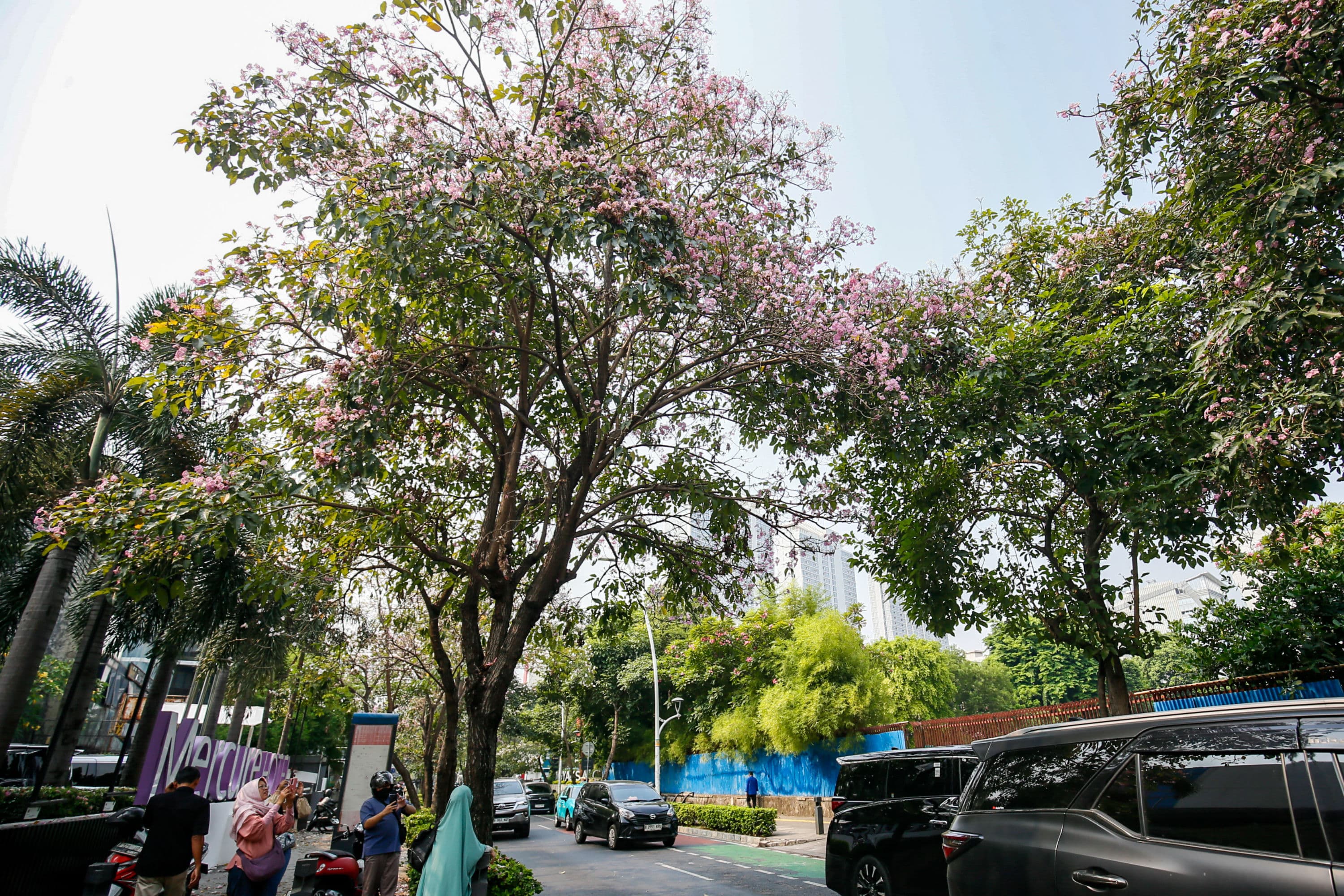 Pejalan kaki melintasi bunga tabebuya yang bermekaran di sepanjang Jalan Cikini, Jakarta Pusat, Minggu (11/10/2026). AKURAT.CO/Endra Prakoso