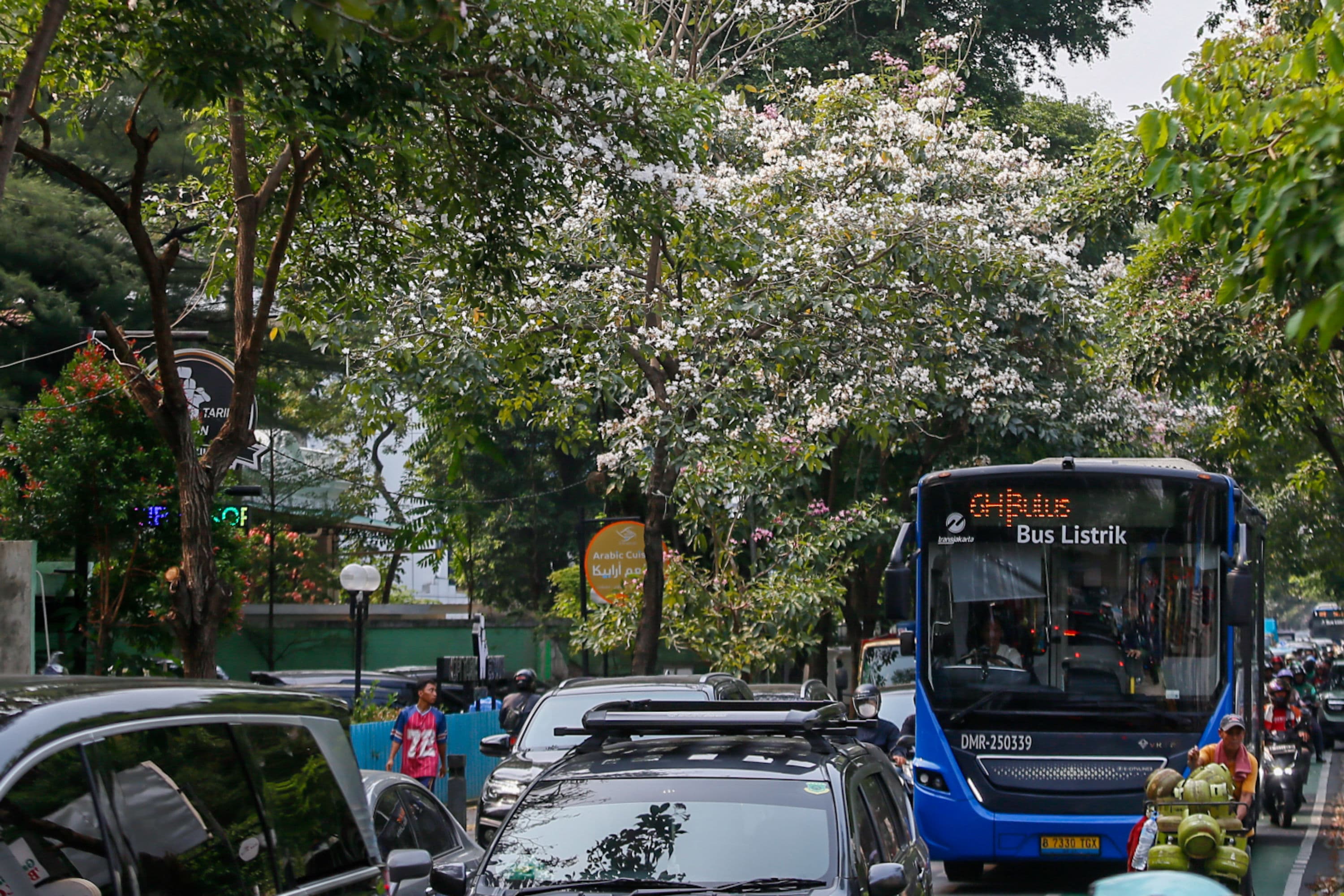 Warga melintasi bunga tabebuya yang bermekaran di sepanjang Jalan Cikini, Jakarta Pusat, Minggu (11/10/2026).AKURAT.CO/Endra Prakoso