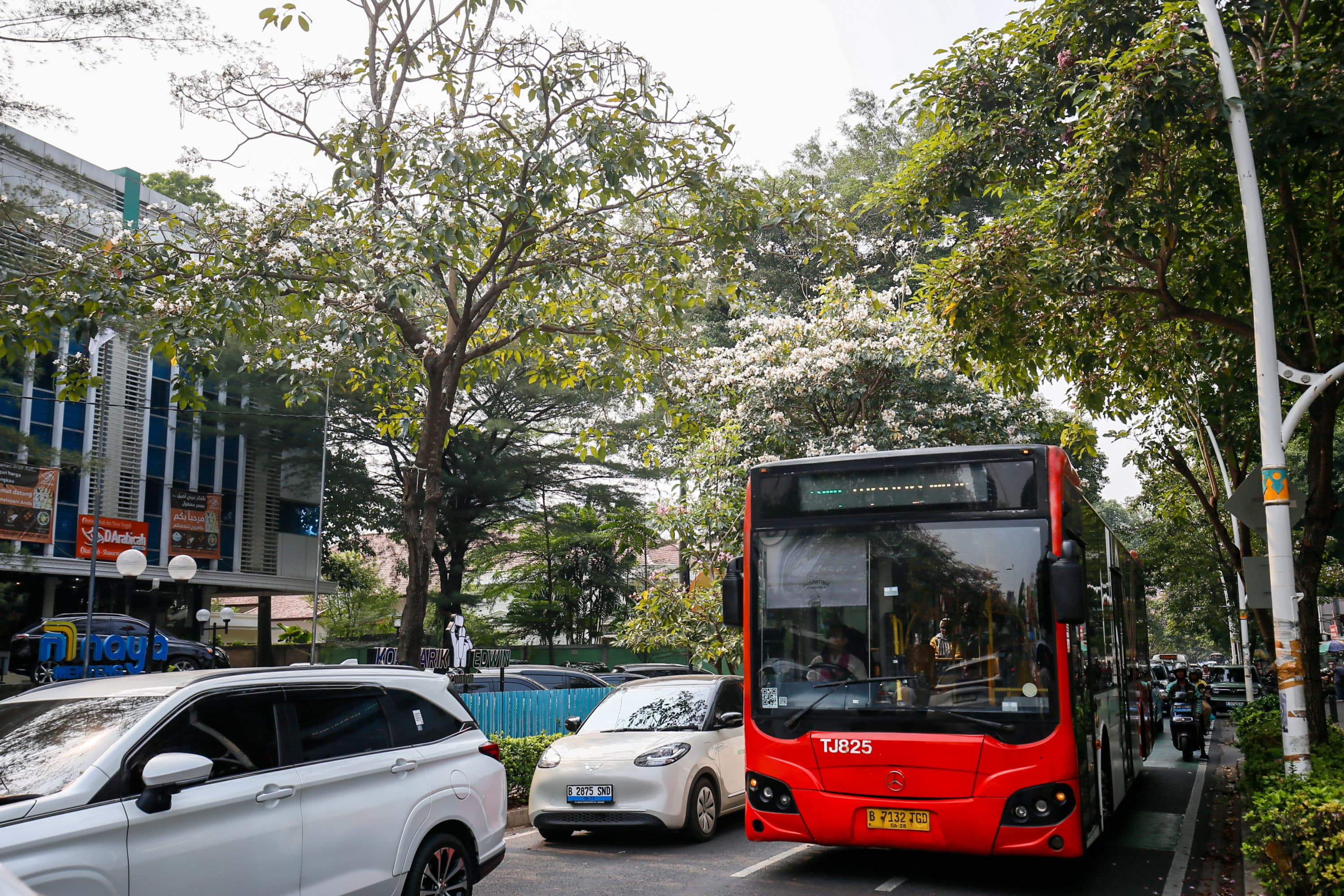 Warga melintasi bunga tabebuya yang bermekaran di sepanjang Jalan Cikini, Jakarta Pusat, Minggu (11/10/2026).AKURAT.CO/Endra Prakoso