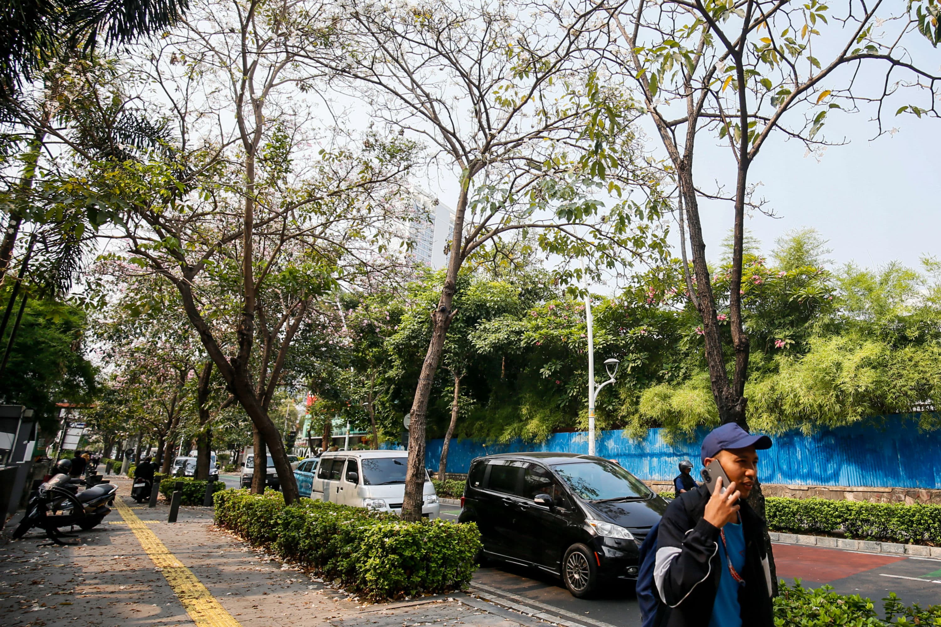 Warga melintasi bunga tabebuya yang bermekaran di sepanjang Jalan Cikini, Jakarta Pusat, Minggu (11/10/2026).AKURAT.CO/Endra Prakoso
