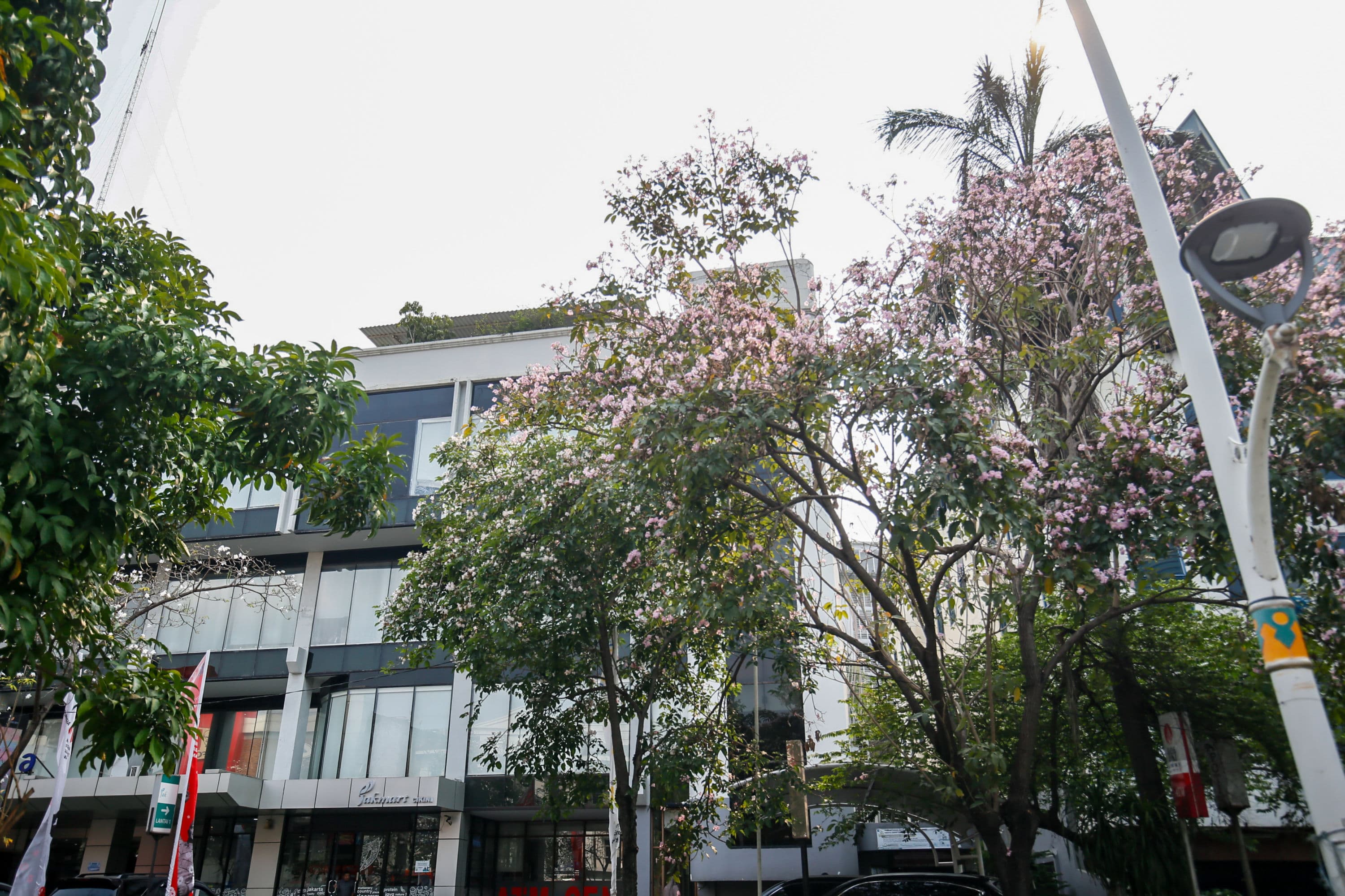 Pejalan kaki melintasi bunga tabebuya yang bermekaran di sepanjang Jalan Cikini, Jakarta Pusat, Minggu (11/10/2026). AKURAT.CO/Endra Prakoso
