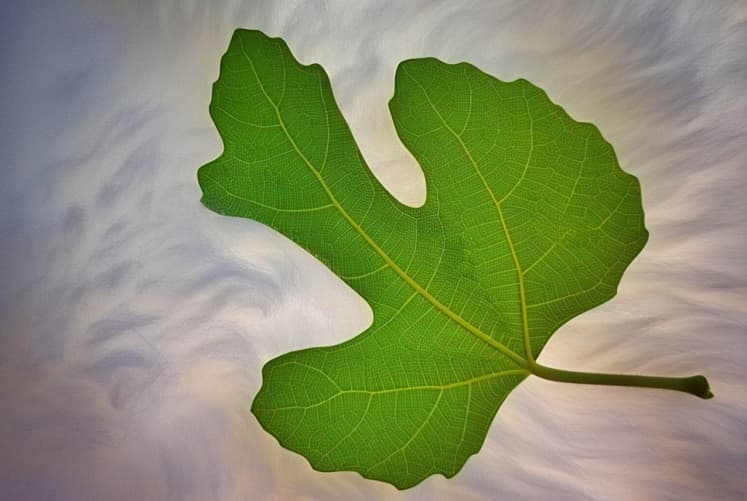 5 Manfaat Daun Bidara untuk Eksim yang Harus Kamu Ketahui!