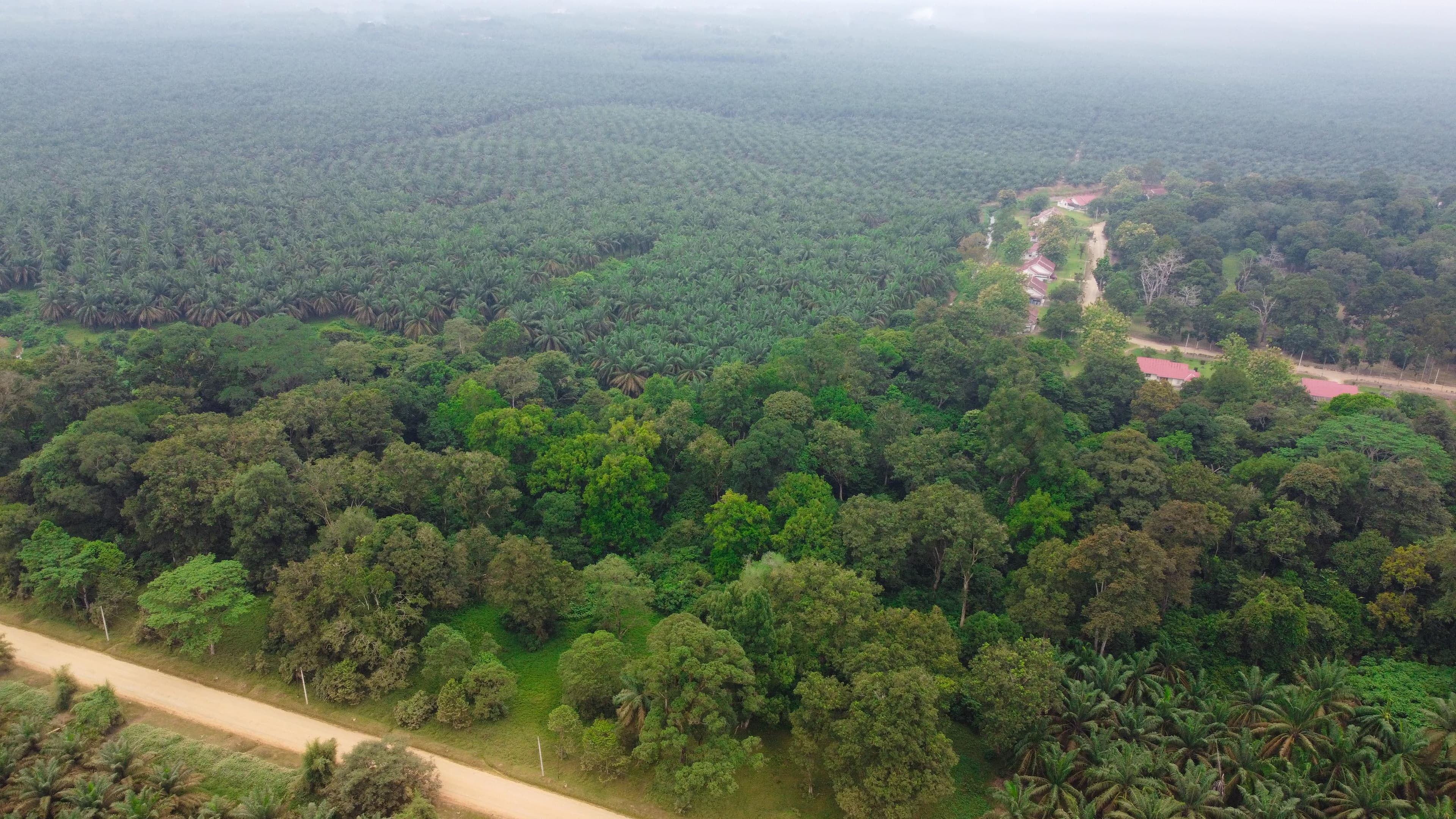 PTPN IV PalmCo Lindungi Kawasan Hutan Bernilai Konservasi Tinggi