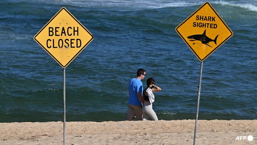 Hiu Terkam Peselancar di Pantai Sydney, Seorang Pria Tewas