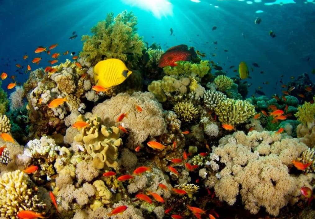 Keanekaragaman Hayati Indonesia Terancam, Apa yang Bisa Kita Lakukan?